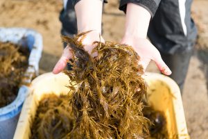 海のじねんじょ③「アカモクの変身～褐色から鮮やかな緑に！～」