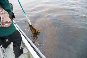 「海のじねんじょ②」～アカモク漁の体験しました～