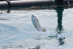 ふくいサーモンの水揚げを見学！